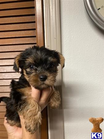 Yorkshire Terrier puppy for sale